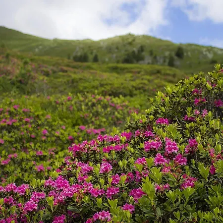 Gabi Haus Pacher شقة